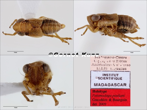 Type Patamadaga pauliani Gneszdilov  amp  Bourgoin 2009 male small