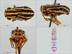 Type Peltonotellus melichari Horvath 1897 male small