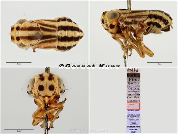 Type Peltonotellus punctifrons Horvath 1895 male small