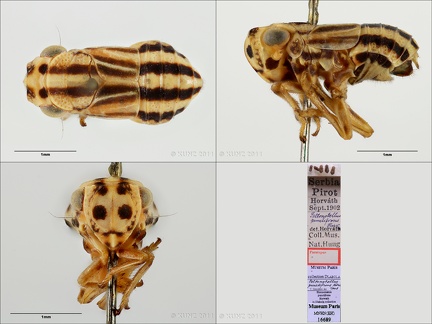 Type Peltonotellus punctifrons Horvath 1895 male small