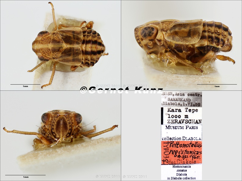Type Peltonotellus registanicus Dlabola 1961 female small