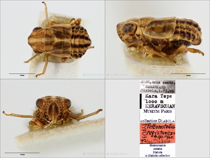 Type Peltonotellus registanicus Dlabola 1961 female small