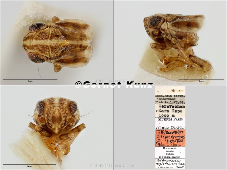 Type Peltonotellus registanicus Dlabola 1961 male small