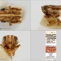 Type Peltonotellus registanicus Dlabola 1961 male small