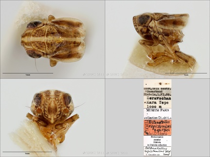 Type Peltonotellus registanicus Dlabola 1961 male small