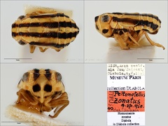 Type Peltonotellus zonatus Dlabola 1961 male small