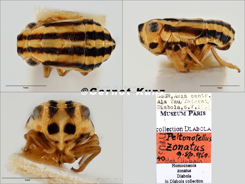 Type Peltonotellus zonatus Dlabola 1961 male small