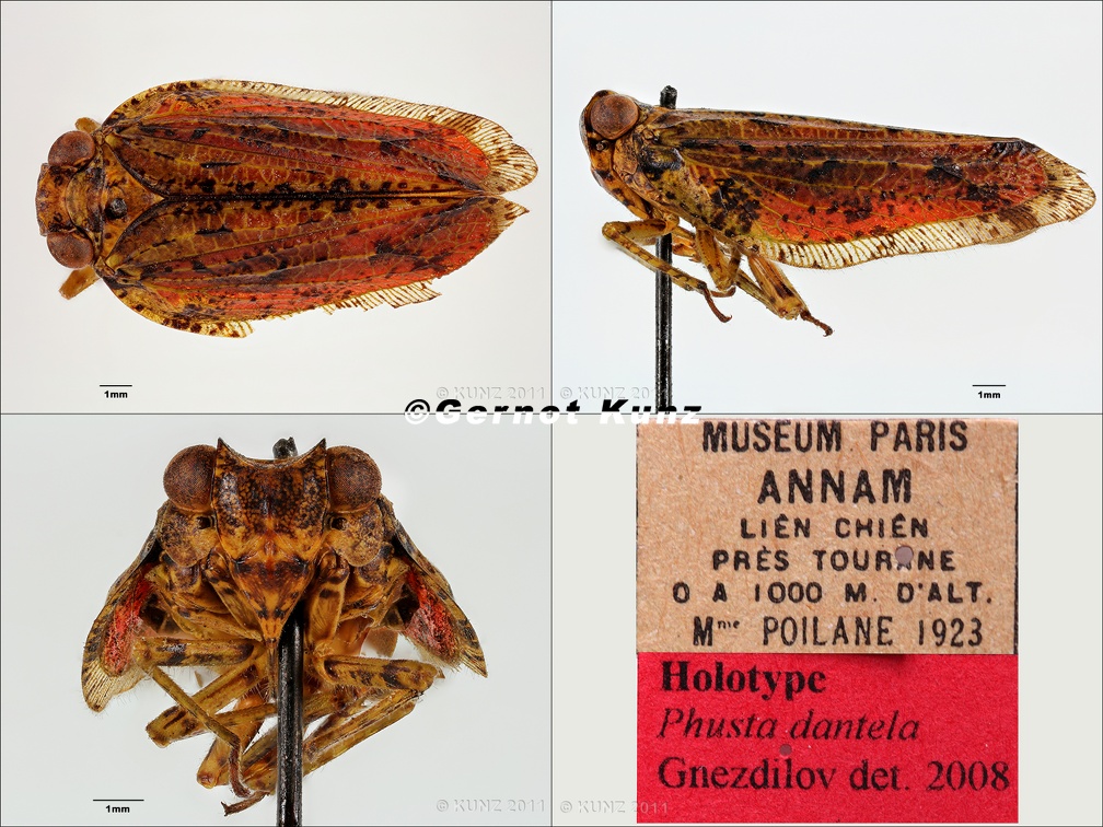 Type Phusta dantela Gnezdilov 2008 male small