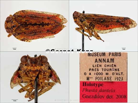 Type Phusta dantela Gnezdilov 2008 male small