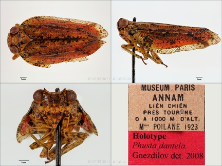 Type Phusta dantela Gnezdilov 2008 male small
