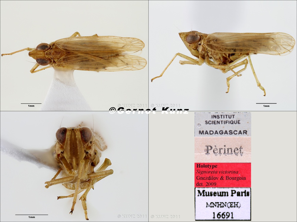 Type Signoreta victorina Gnezdilov  amp  Bourgoin 2009 male small