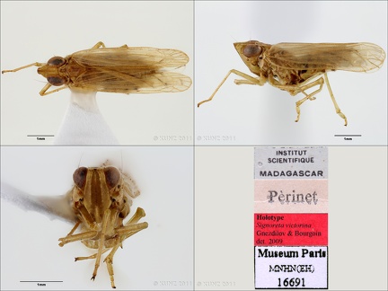Type Signoreta victorina Gnezdilov  amp  Bourgoin 2009 male small
