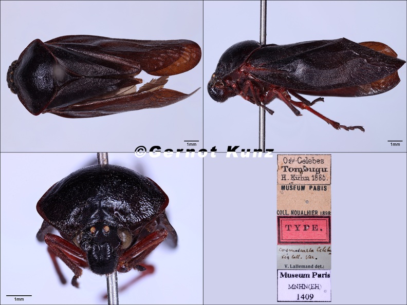 Cosmoscarta_celebesensis_2_Lallemand__1922.jpg