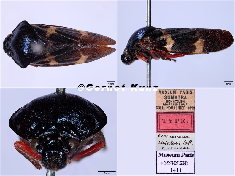 Cosmoscarta_insularis_Lallemand__1922.jpg