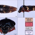 Cosmoscarta insularis Lallemand  1922