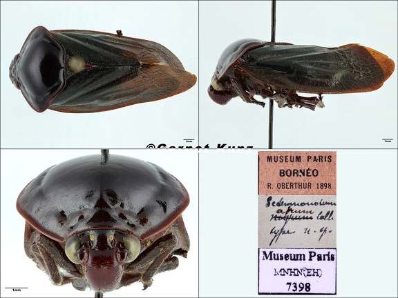 Ectemnonotum atrum Lallemand  1922