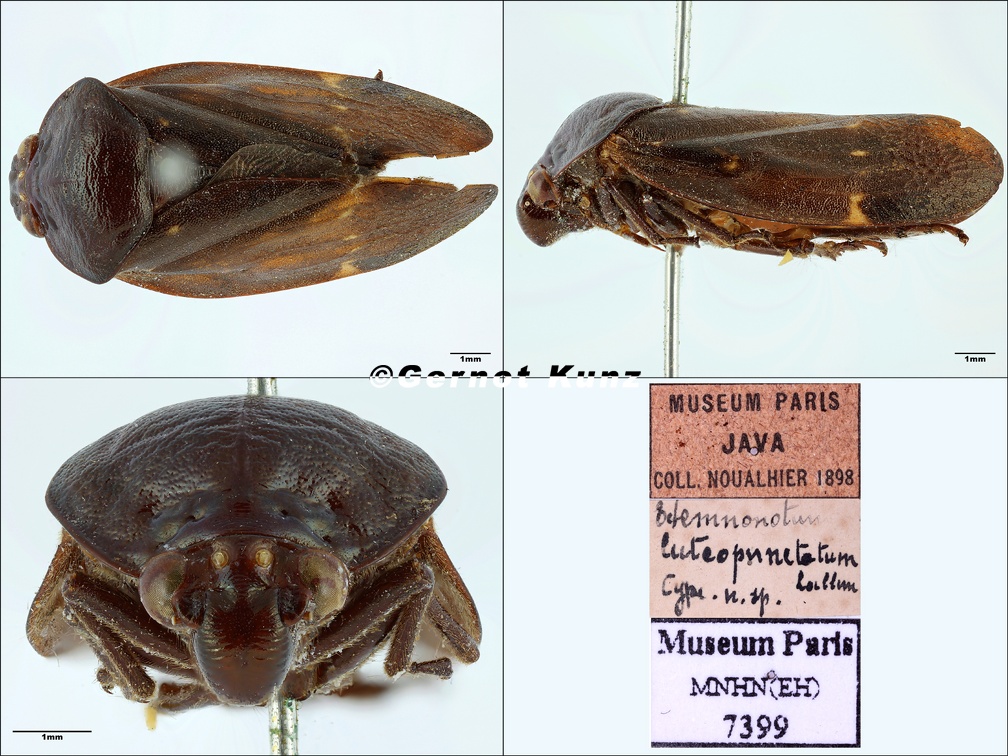Ectemnonotum luteopunctatum  Lallemand  1922