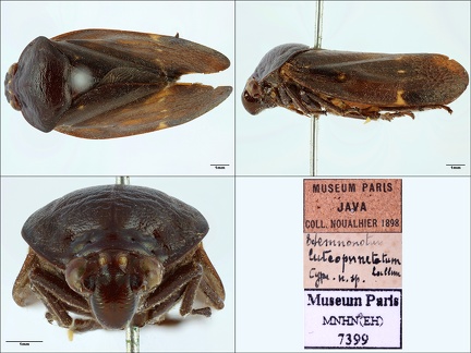 Ectemnonotum luteopunctatum  Lallemand  1922