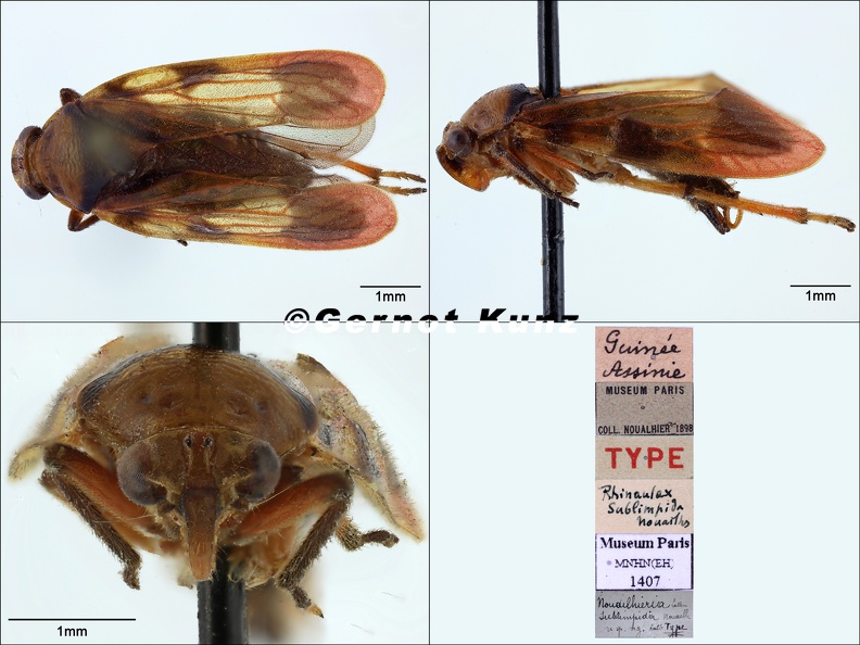 Jeanneliensia_sublimpida__Lallemand__1920.jpg