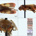 Jeanneliensia sublimpida  Lallemand  1920