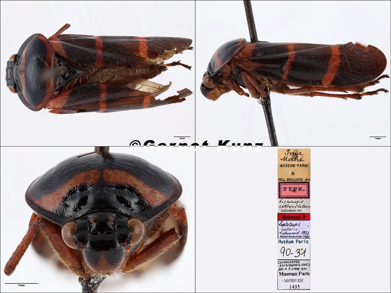 Leptataspis_collaris_Lallemand__1922.jpg