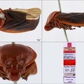 Leptataspis fuscipennis   Le Peletier de Saint-Fargeau  amp  Serville  1825 