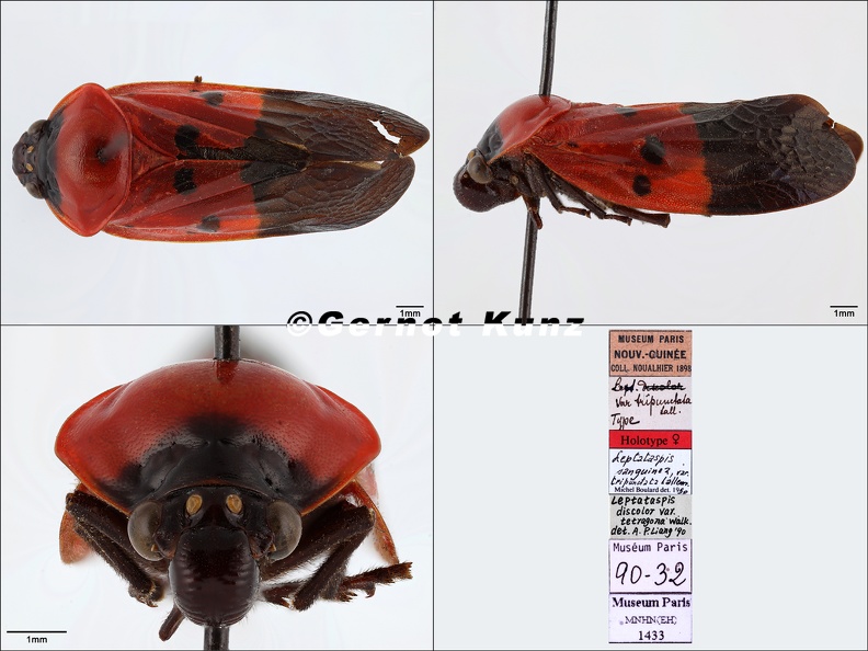 Leptataspis_sanguinea_Lallemand__1931_1_1.jpg