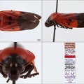 Leptataspis sanguinea Lallemand  1931 1 1