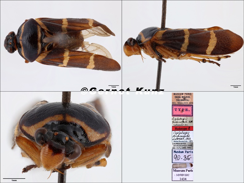 Leptataspis_trichinopolis_Lallemand__1922.jpg