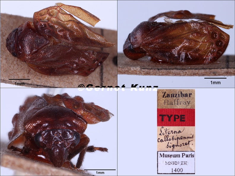 Literna_callosipennis__Signoret__1860_.jpg
