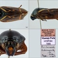 Trichoscarta luteomaculata Lallemand 1922
