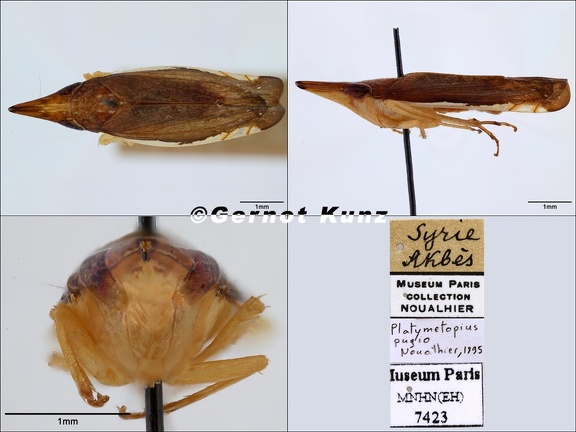 Platymetopius  Grammacephalus  pugio Noualhier 1895