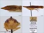 Platymetopius  Grammacephalus  pugio Noualhier 1895