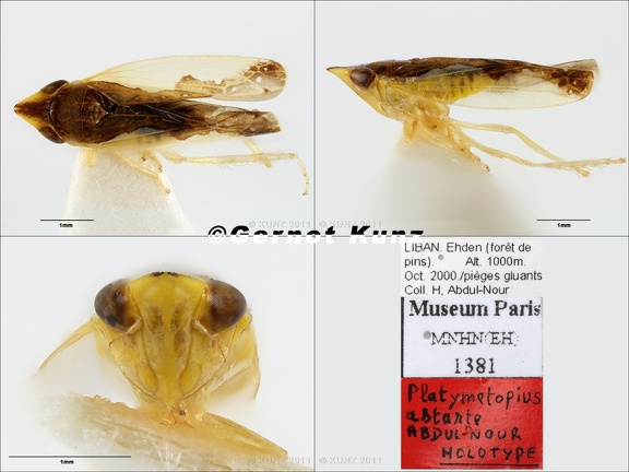 Type Platymetopius astante Abdul-Nour 2001 small