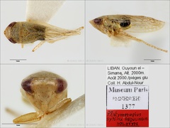Type Platymetopius syrinx Abdul-Nour 2001 small