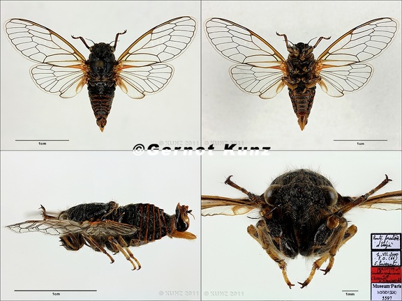 Cicadetta cerdaniensis Puissant  amp  Boulard HOLOTYPE  Montage v