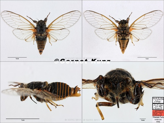 Cicadetta cerdaniensis Puissant  amp  Boulard PARATYPE 2011 Montage v