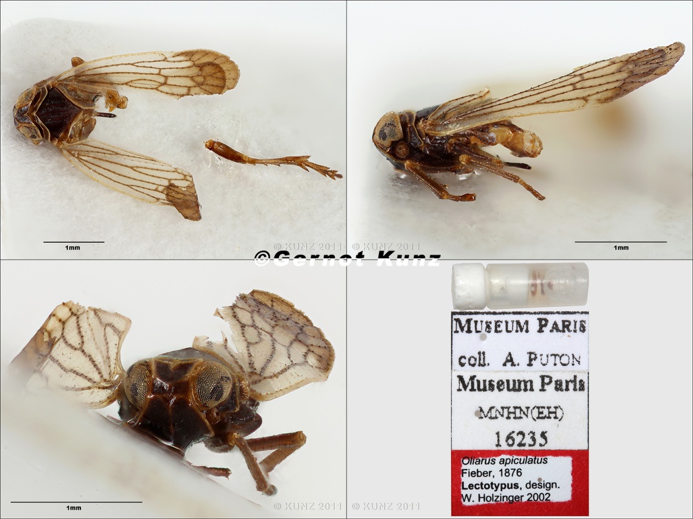 Type Oliarus apiculatus Fieber 1876 small