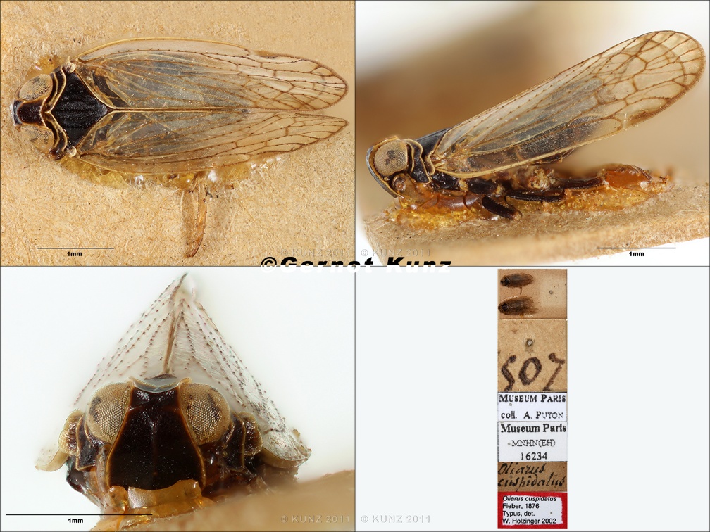 Type Oliarus cuspidatus Fieber 1876 small