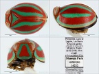 Hemisphaerius coccinelloides Burmeister 1834 small
