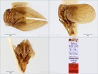 Type Anastolodus musivus Dlabola 1980 small