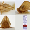 Type Bubastia  spartica Dlabola 1982 male small