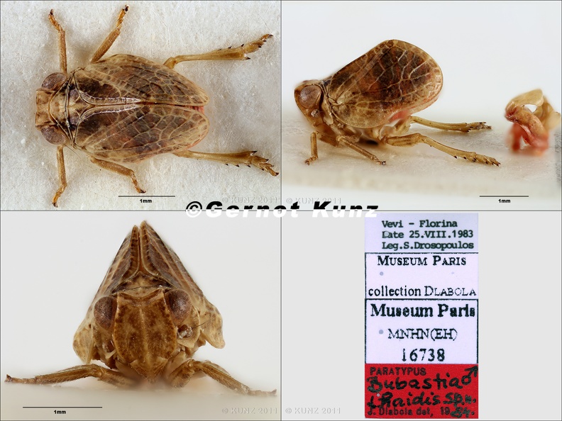 Type Bubastia thaidis Dlabola 1987 small - Type_Bubastia__thaidis_Dlabola_1987_small.jpg Type_Bubastia__thaidis_Dlabola_1987_small.jpg