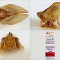 Type Bubastia ephialtes Linnavuori 1971 male small