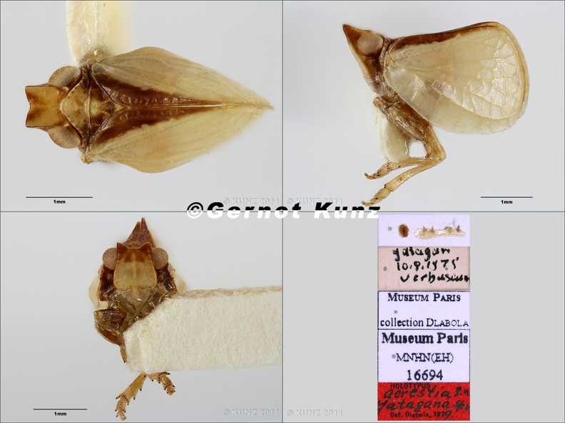 Type Bubastia jatagana Dlabola 1980 male small - Type_Bubastia_jatagana_Dlabola_1980_male_small.jpg Type_Bubastia_jatagana_Dlabola_1980_male_small.jpg