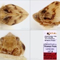 Type Bubastia lukia Dlabola 1981 male small
