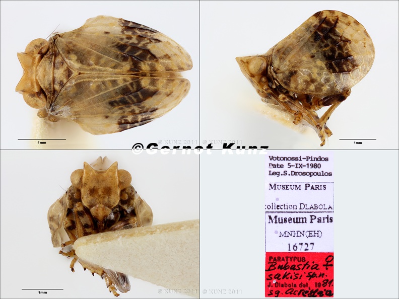 Type Bubastia sakisi Dlabola 1981 female small - Type_Bubastia_sakisi_Dlabola_1981_female_small.jpg Type_Bubastia_sakisi_Dlabola_1981_female_small.jpg