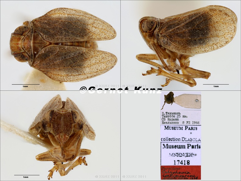 Type Celyphoma coelimontana Emeljanov 1978 small