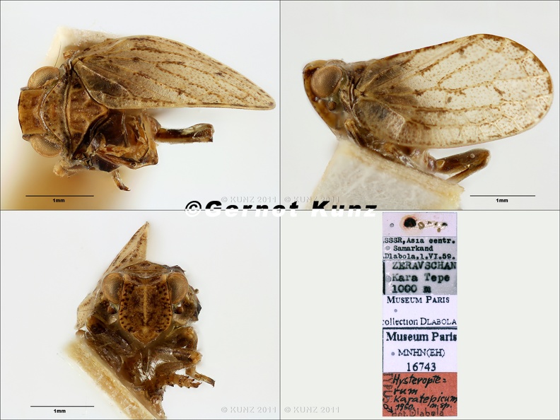 Type Celyphoma karatepica Dlabola 1961 small