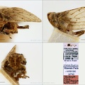 Type Celyphoma karatepica Dlabola 1961 small